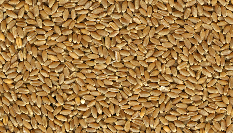 Hard Red Wheat