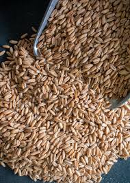 Spelt Wheat